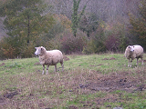 Cliquez ici pour voir l'image (West'07_Limousin_30.jpg)