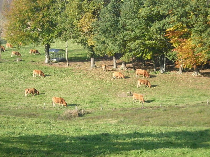 West'07 Limousin 40