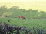 Cliquez ici pour voir l'image (West'07_Limousin_41.jpg)